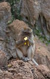 The long-tailed macaque (Macaca fascicularis) is also called the crab-eating macaque. It is native to Southeast Asia. There are at least ten subspecies and depending on subspecies, the body length of the adult monkey is 38-55 centimetres (15–22 in) with comparably short arms and legs. The tail is longer than the body, typically 40–65 cm (16–26 in). Males are considerably larger than females, weighing 5-9 kilograms (11-20 lb) compared to the 3–6 kg (7-13 lb) of female individuals.